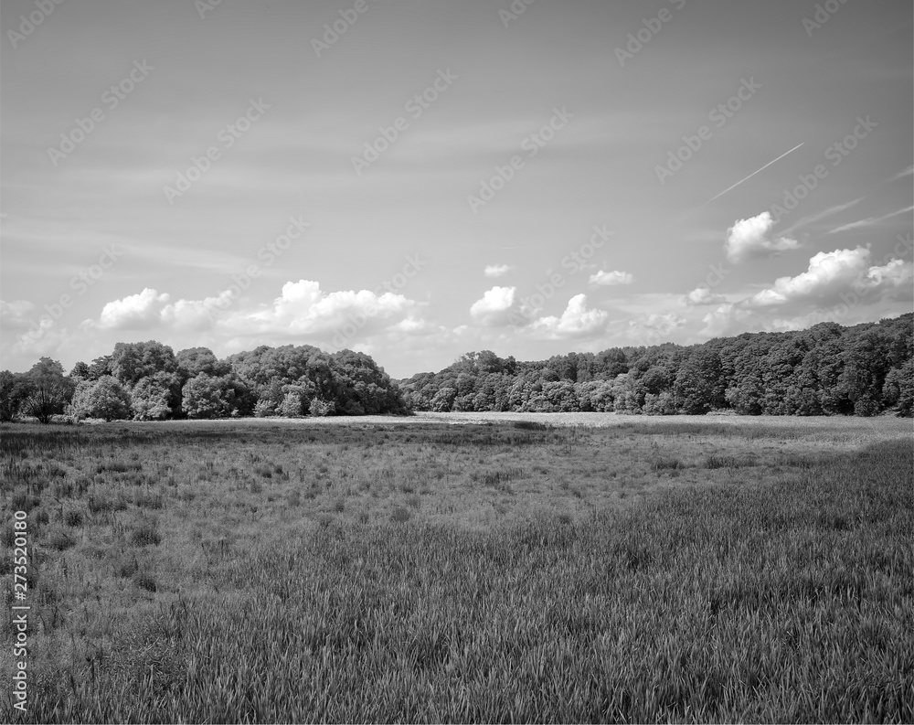 Horizontal black and white forest landscape background