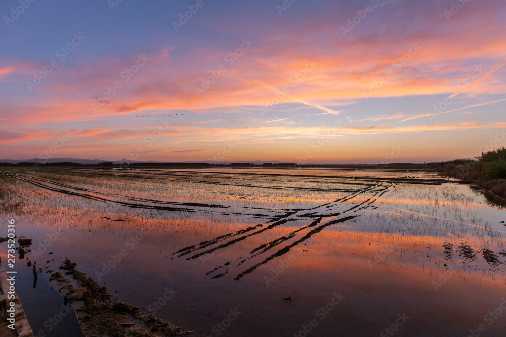 Sunset in the rice fields of the Albufera de Valencia..
