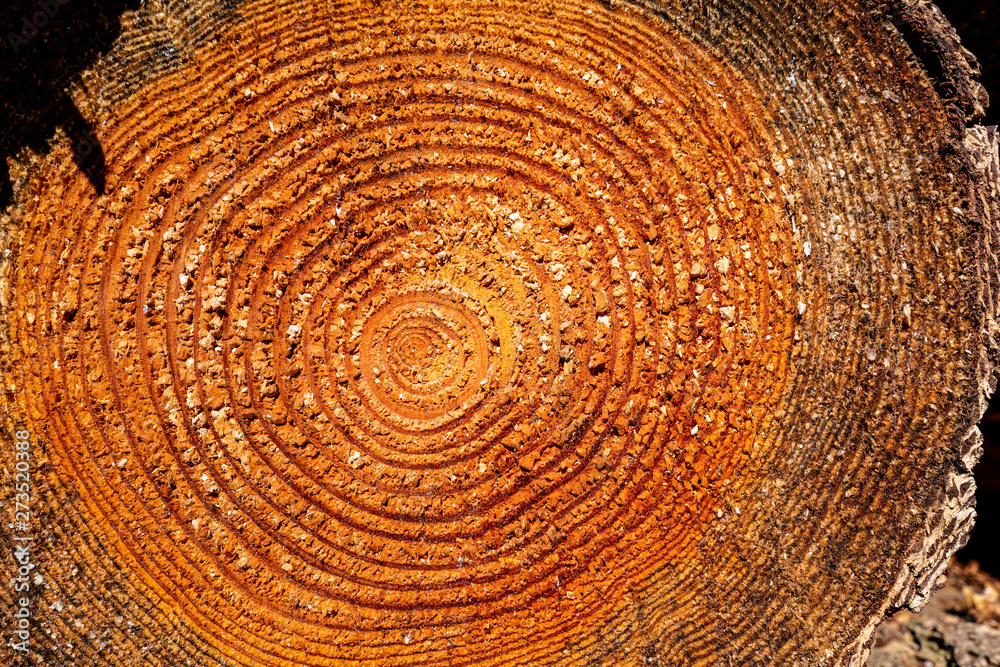 Naklejka premium coupe forestière