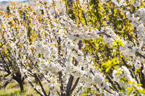 Detail of white cherry blossoms in Valdastilla, Valle del Jerte. photo