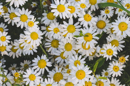 Fototapeta Naklejka Na Ścianę i Meble -  Flowering marguerite flowers or daisies. Close-up of many blossoms of marguerite flower photographed from above. Can be used as wall wallpaper or mural in wellness areas