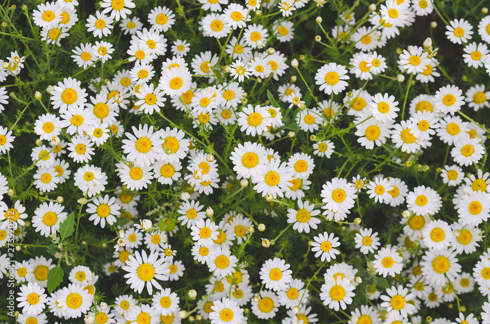 Flowering marguerite flowers or daisies. Close-up of many blossoms of marguerite flower photographed from above. Can be used as wall wallpaper or mural in wellness areas Flowering marguerite flowers or daisies. Close-up of many blossoms of marguerite flower photographed from above. Can be used as wall wallpaper or mural in wellness areas