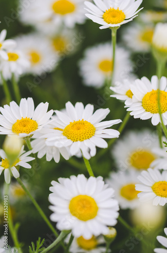 Flowering marguerite flowers or daisies. Closeup of the flower of marguerite flower in portrait format. Can be used as wall wallpaper or mural in wellness areas