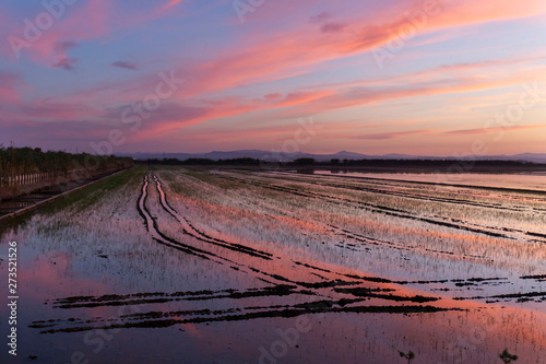 Sunset in the rice fields of the Albufera de Valencia.
