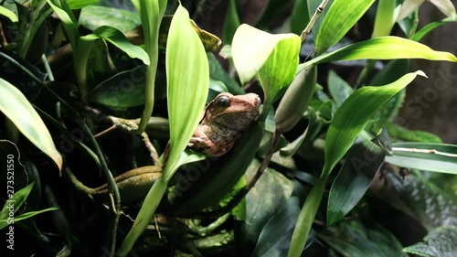 Frog hid among the leaves in the rainforest. Toad on leaves