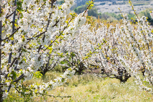 Detail of white cherry blossoms in Valdastilla, Valle del Jerte. photo