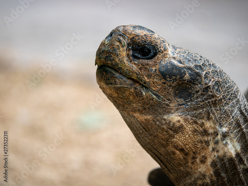 A Close-Up Shot of a Galapagos Tortoise