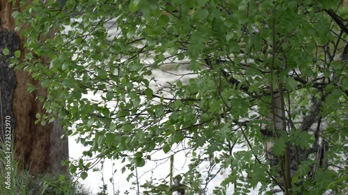 Close shot of plants moving slowly with the wind with the river flowing behind in Norway. photo