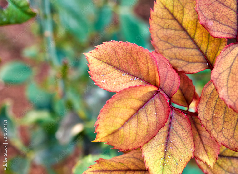 wet autumn leaves close up, natural background