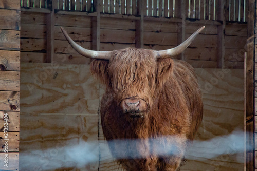 Scottish hair cow