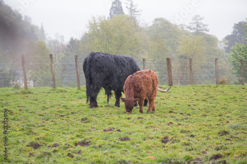 Cows in the rain