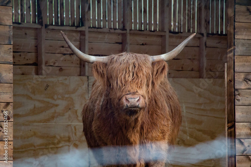 Scottish hairy cow