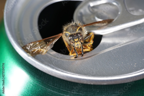 Bee in a soda can with macro shot photographed in best resolution