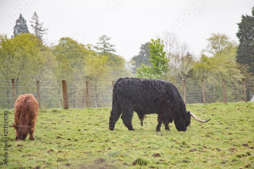 Scottish cows in the rain