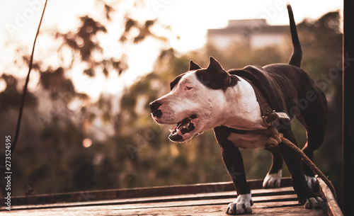 Billede på lærred chained pitbull dog growling