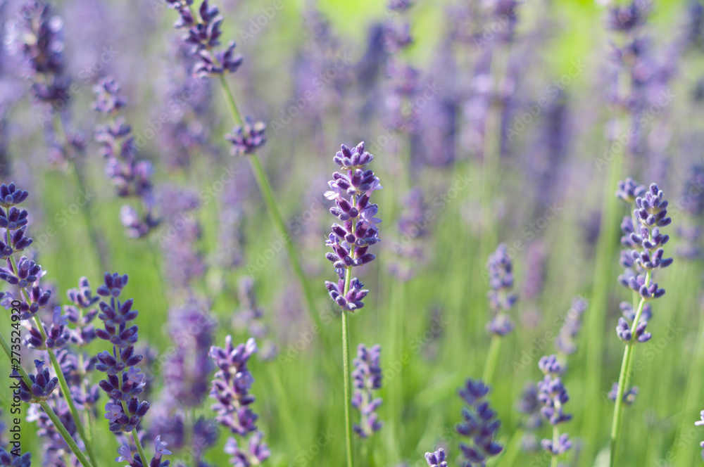 Lavender on a bright sunny day Lavender on a bright sunny day