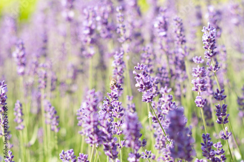 Lavender on a bright sunny day © Sentemon 