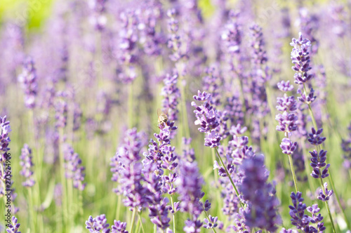 Lavender on a bright sunny day