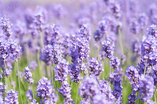 Lavender on a bright sunny day
