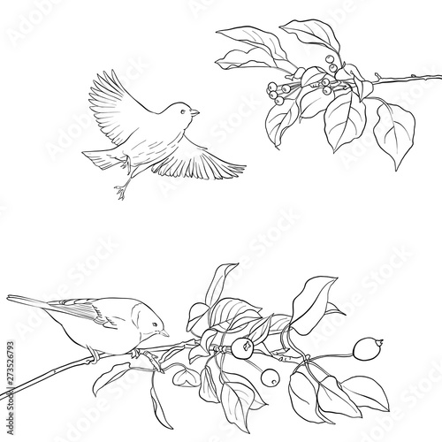 bird at tree branch