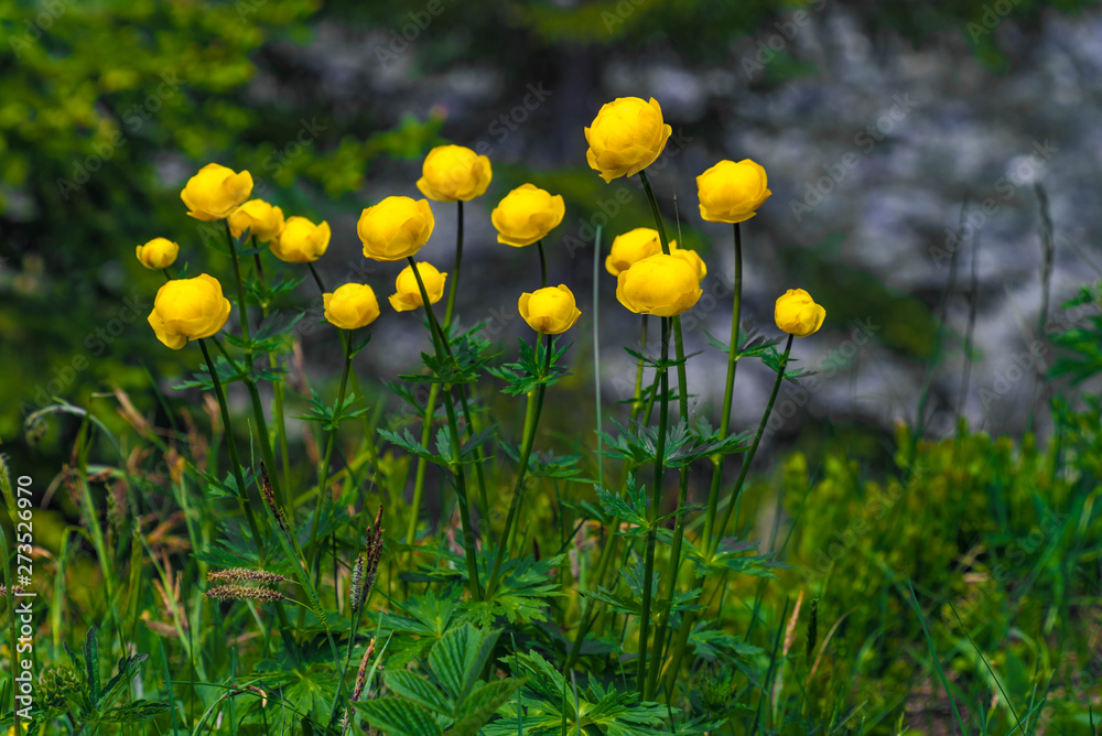 Obraz premium Butterblumen im Frühling