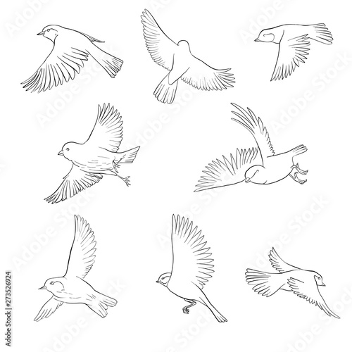 vector flying bird