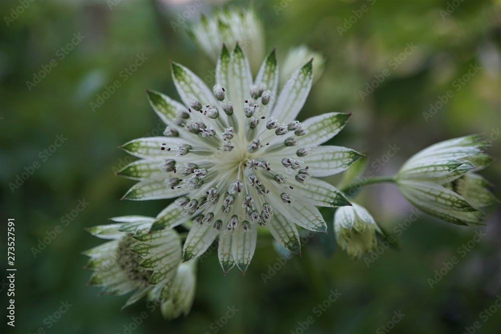 Astrantia White Giant