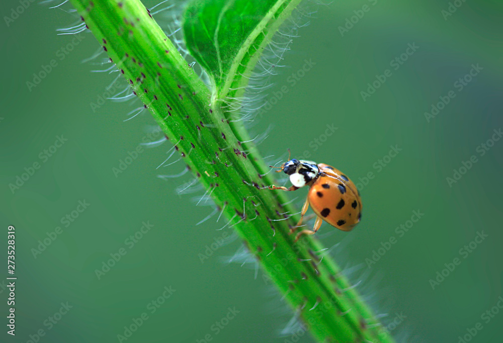 Fototapeta premium yellow ladybug sitting on plant