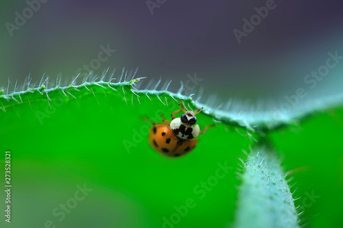 yellow ladybug sitting on plant