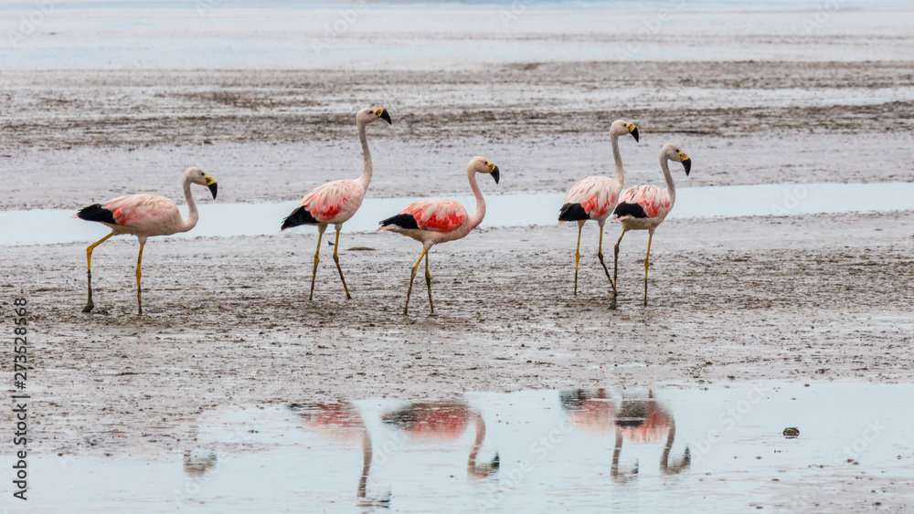 Obraz premium flock of flamingos