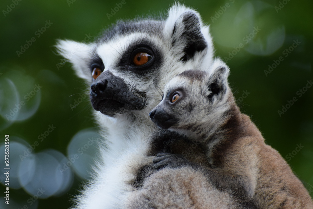 Ring tailed lemur family Ring tailed lemur family
