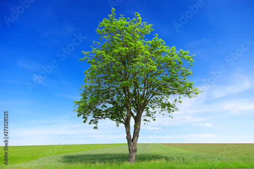  Tree with meadow and blue sky