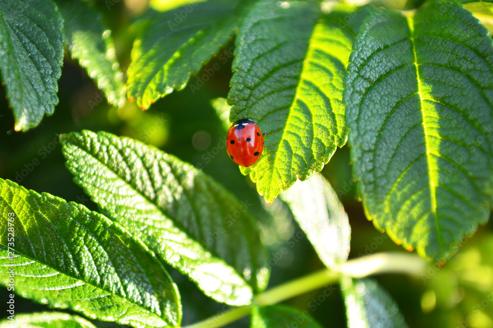 ladybug on leaf dog-rose. Nature background ladybug on leaf dog-rose. Nature background