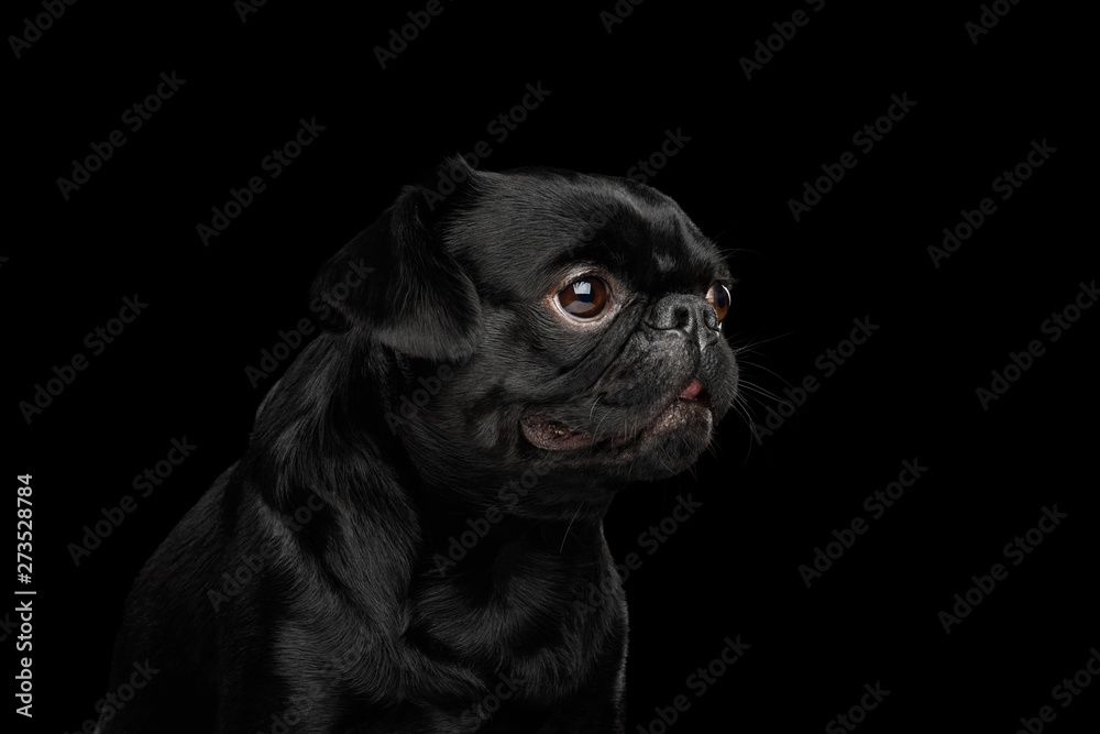 Portrait of Petit Brabanson Dog Looking at side on isolated black background, profile view