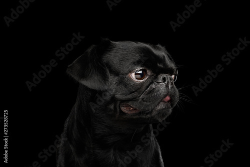 Portrait of Petit Brabanson Dog Looking at side on isolated black background, profile view