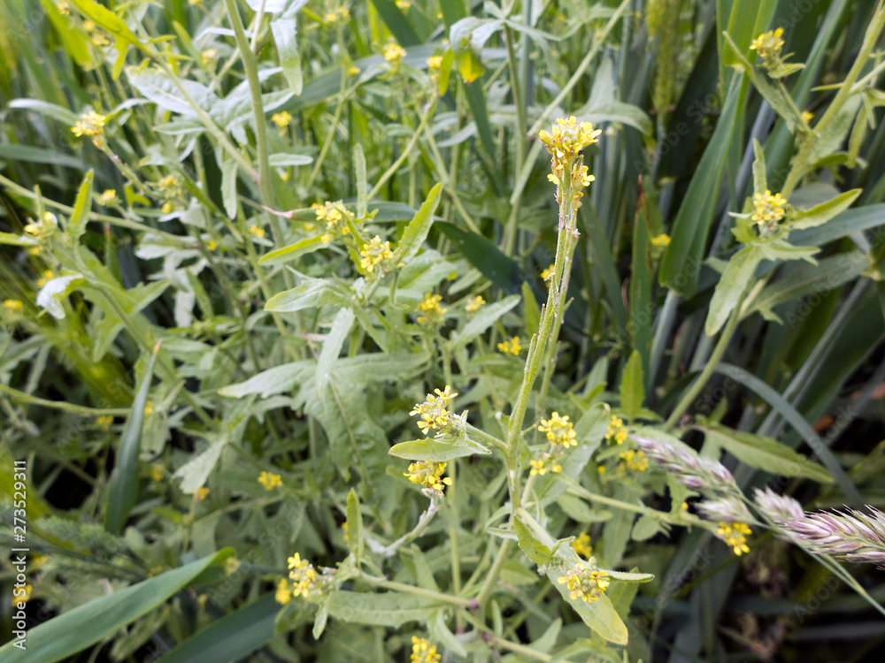 Die Wegrauke, Sisymbrium officinale auch Echte Rauke oder Gewöhnliche