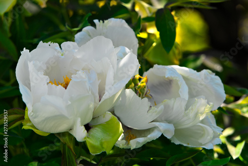 Fototapeta Naklejka Na Ścianę i Meble -  White peonies in spring bloom in the garden.