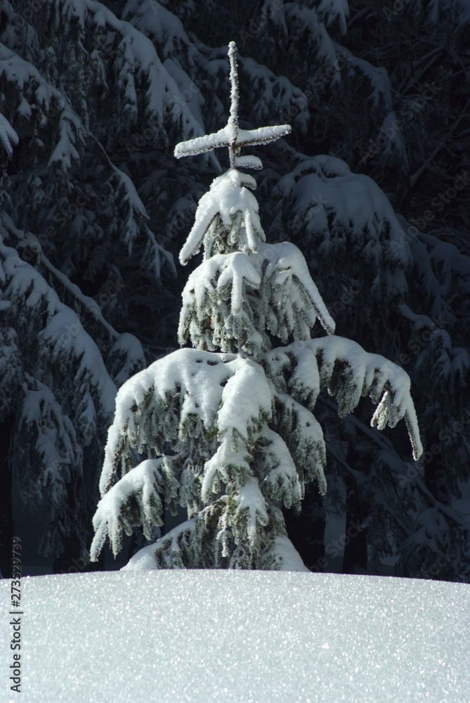 Fototapeta premium Pino innevato nell'appennino Tosco-Emiliano