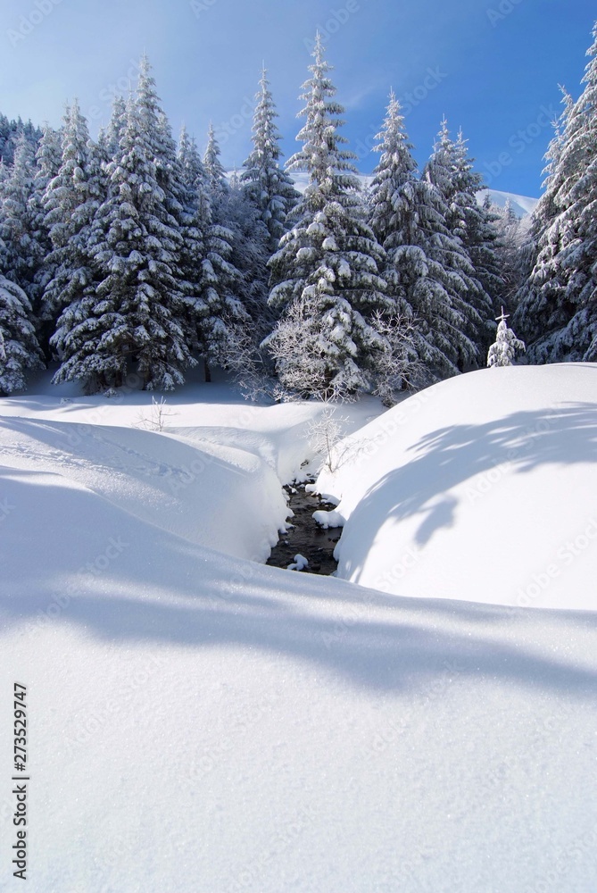 bosco in stagione invernale