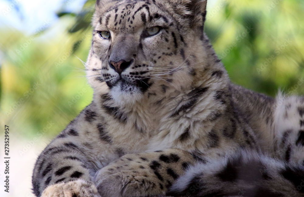 Fototapeta premium Snow Leopard