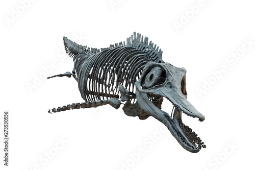 Extincted ichthyosaurus' skull isolated on white background. Dinosaur living into sea photo