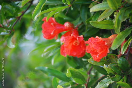 Pomegranate Tree with Fruit & Flowers