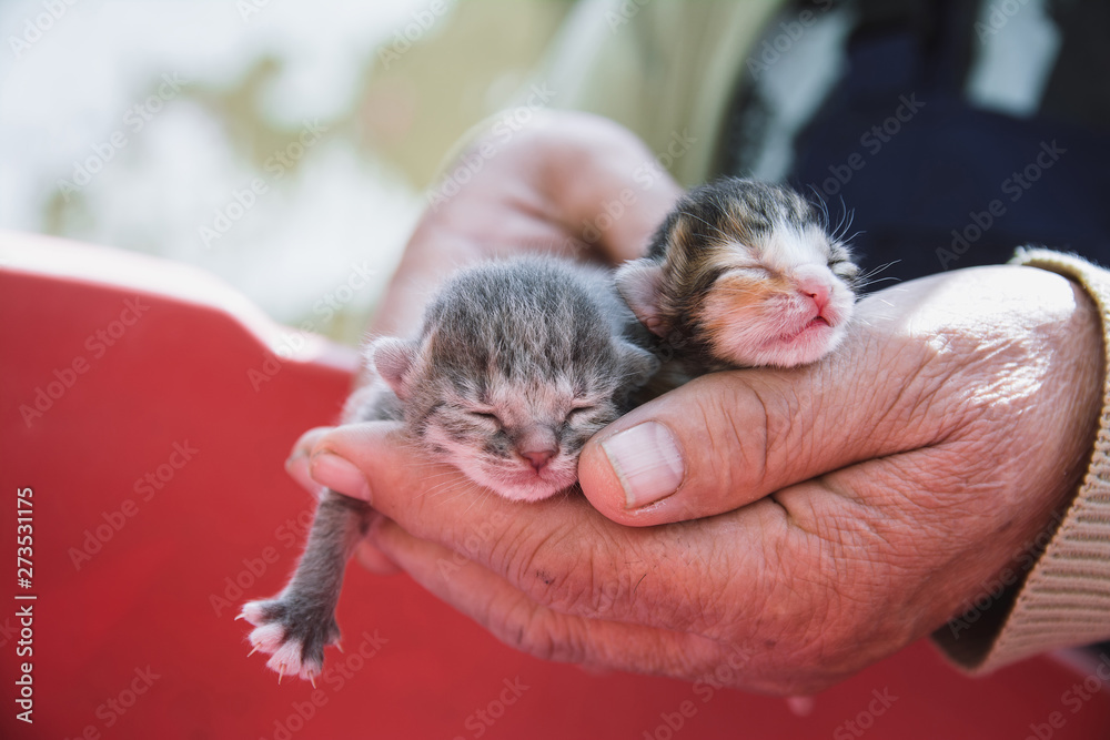 Tiny cute baby kitten in the palm of the hand Tiny cute baby kitten in the palm of the hand