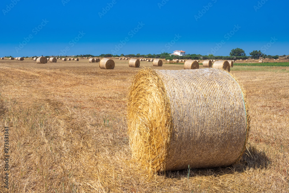 Harvesting straw from the fields. Bales of straw on the field. Harvest. The cultivation of wheat.  Agriculture. Farming. Countryside.
