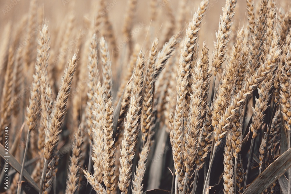 Fototapeta premium reifende Ähren von Weizen