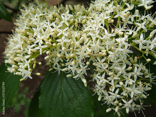 Common Dogwood (A botanic Park in Glinna, Poland, 22nd May 2019) photo