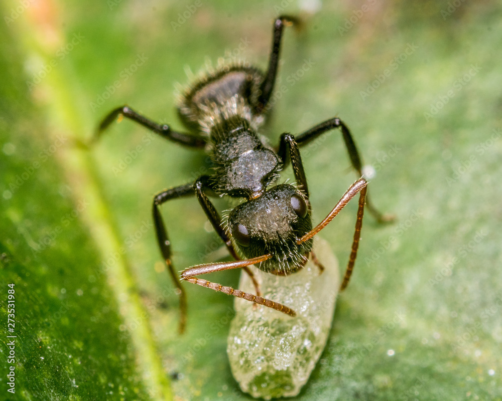 ant in close up ant in close up