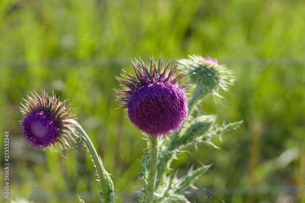 Mariendistel, Christi Krone, lila Blüte auf einer Wiese Mariendistel, Christi Krone, lila Blüte auf einer Wiese