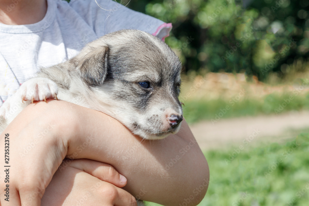 the girl is holding a very small puppy. daylight. close-up. the girl is holding a very small puppy. daylight. close-up.