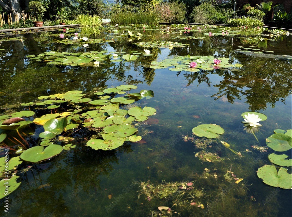 pond with water lilies pond with water lilies